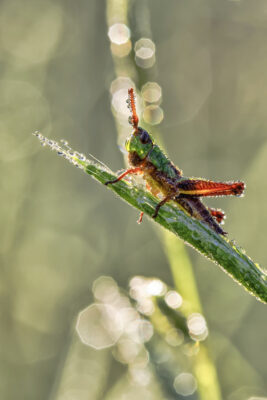 Nymphe des Gemeinen Grash&uuml;pfers