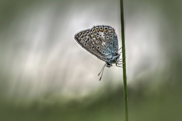 1_2018-05-FCa-0156-Hauhechel-Blaeuling