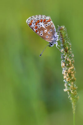 Kleiner Sonnenr&ouml;schen Bl&auml;uling (weiblich) am Schmetterlingspfad Nettersheim