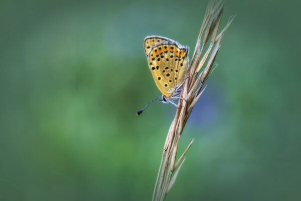 Brauner Feuerfalter am Schmetterlingspfad Nettersheim