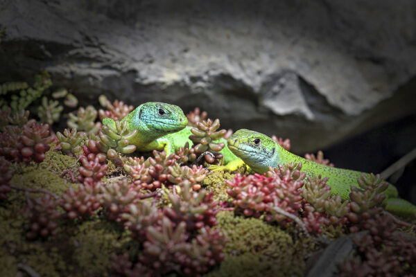2015-05-FCa-0306-Smaragdeidechsen-maennlich-weiblich