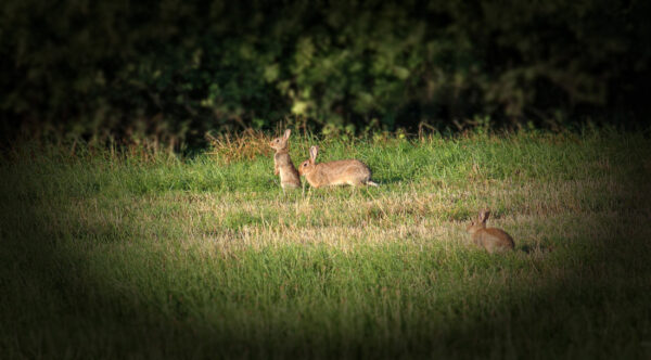 2015-07-FCa-0106-Wildkaninchen