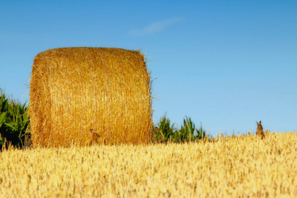 2015-07-FCa-0118-Wildkaninchen