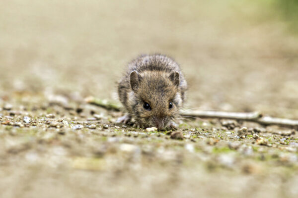Junge Waldmaus