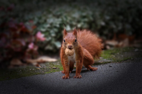 2015-08-FCa-0654-Eichhoernchen