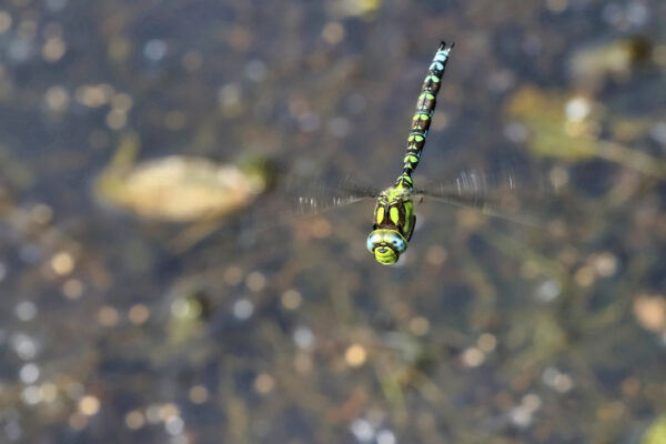 2016-08-FCa-Blaugruene-Mosaikjungfer-maennlich