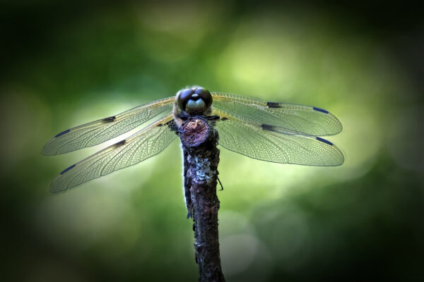 2018-05-FCa-0078-Vierfleck-Grosslibelle