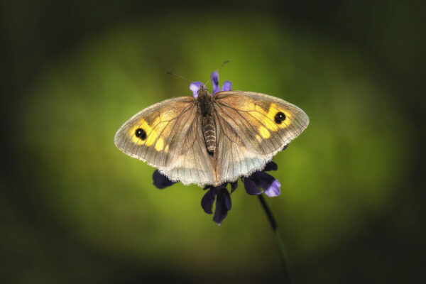 2018-07-FCa-0028-Grosses-Ochsenauge