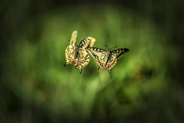 2018-08-FCa-0029-Schwalbenschwaenze-fliegend