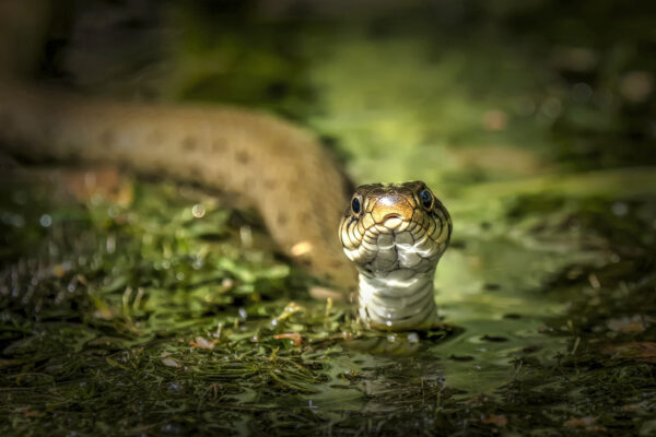 2018-08-FCa-0044-Ringelnatter