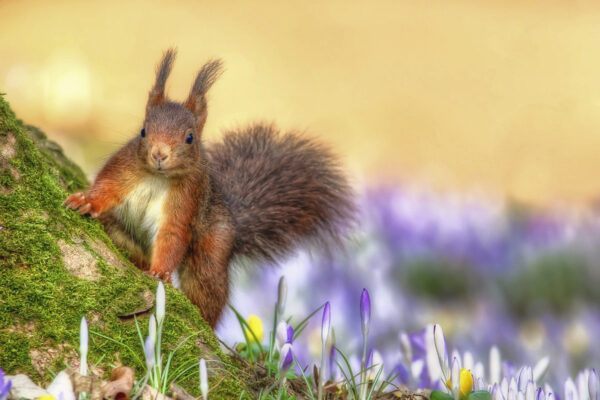 2019-02-FCa-0016-Eichhoernchen