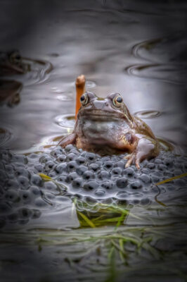 2019-03-FCa-0002-Grasfrosch