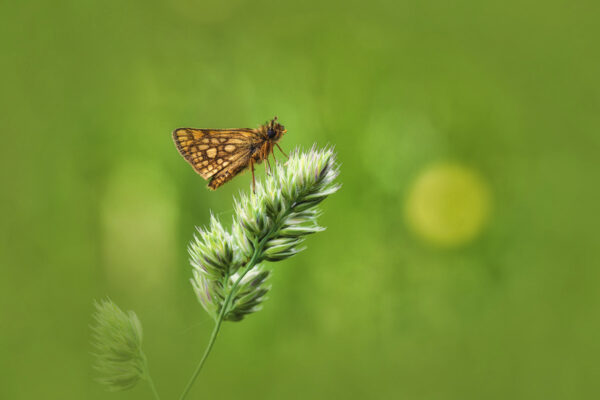 2019-06-FCa-0017-Gelbwuerfeliger-Dickopffalter