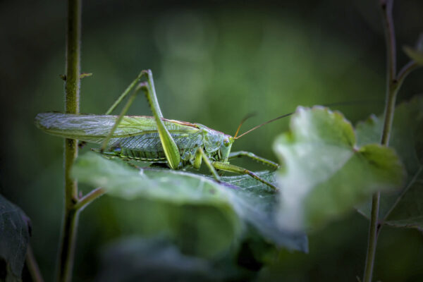2019-06-FCa-0085-Gruenes-Heupferd-maennlich