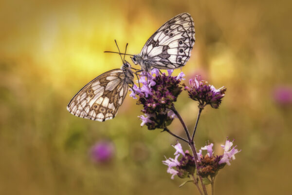 2019-08-FCa-0004-Schachbrettfalter