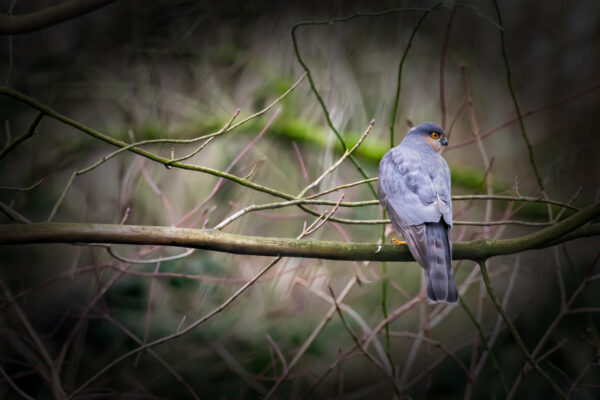 Sperber - m&auml;nnlich