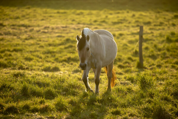 2020-04-FCa-0031-Fjordpferd
