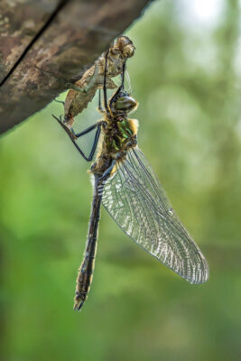 2020-04-FCa-0064-Smaragdlibelle-Falkenlibelle