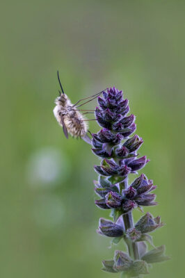 2020-05-FCa-0032-Wollschweber