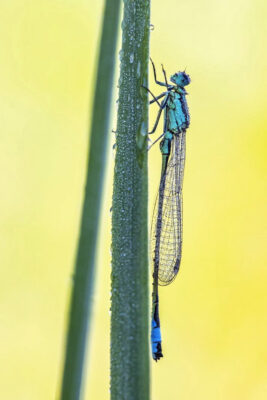 2020-05-FCa-0046-Grosse-Pechlibelle