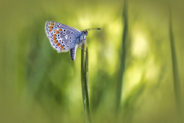 2020-05-FCa-0051-Kleiner-Sonnenroeschen-Blaeuling