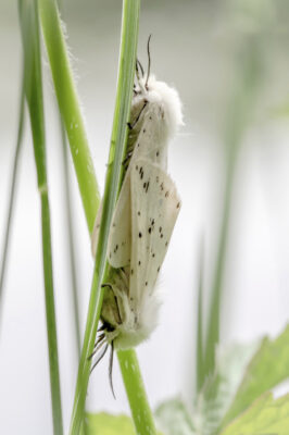 2020-05-FCa-0058-Breitfluegeliger-Fleckleibbaer-Weisse-Tigermotte