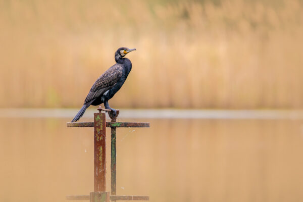 Kormoran an den Stallberger Teichen