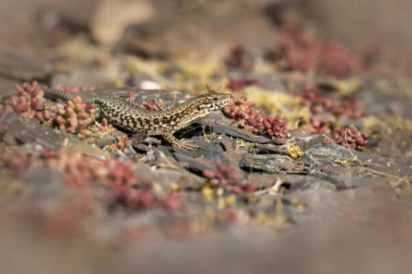 2020-06-FCa-0008-Mauereidechse