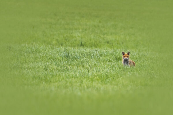 2020-06-FCa-0037-Rotfuchs