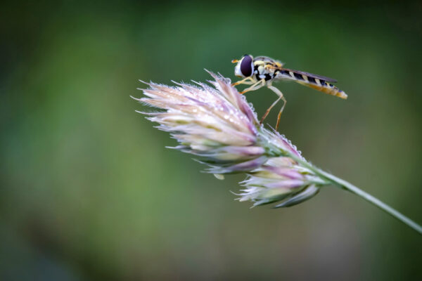 2020-06-FCa-0050-Schwebfliege