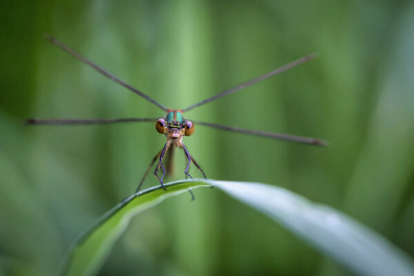 2020-06-FCa-0051-Binsenjungfer