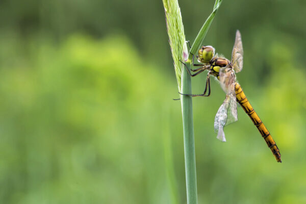 Gro&szlig;e Heidelibelle an den Stallberger Teichen