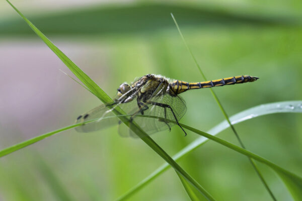 2020-06-FCa-0062-Grosser-Blaupfeil