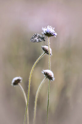 2020-07-FCa-0068-Schachbrettfalter