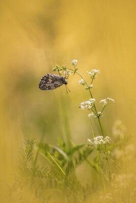 2020-07-FCa-0071-Schachbrettfalter