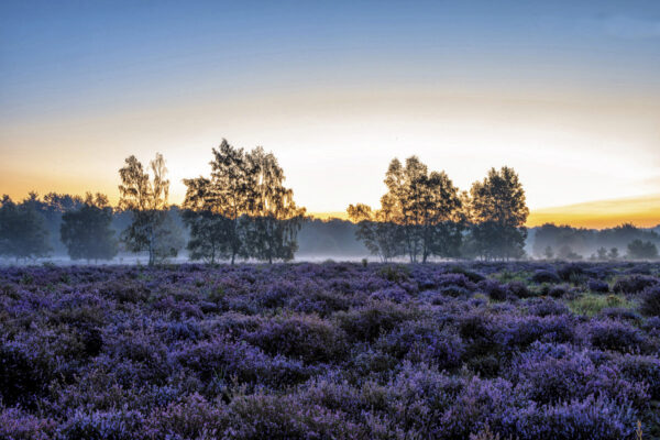 2020-09-FCa-0020-Heidebluete-Wahner-Heide