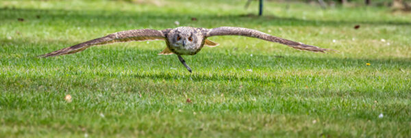 2020-09-FCa-0032-Uhu