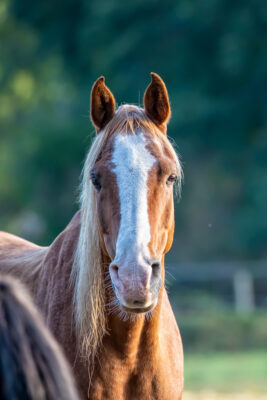 2020-09-FCa-0049-Pferd