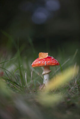 2020-10-FCa-0011-Fliegenpilz