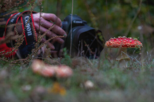 2020-10-FCa-0054-Fliegenpilz-im-Visier