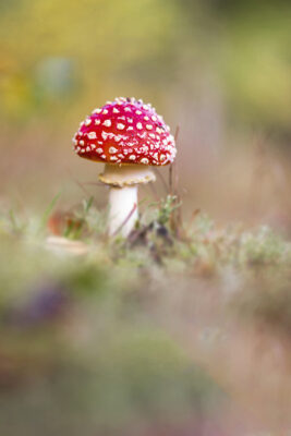 2020-10-FCa-0075-Fliegenpilz