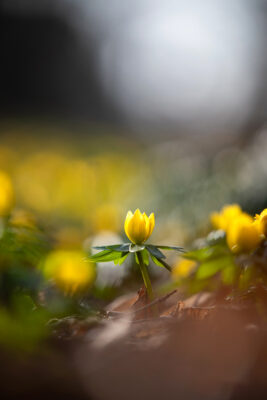 2021-02-FCa-0022-Winterling