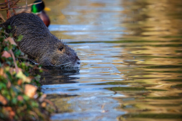 2021-02-FCa-0023-Nutria