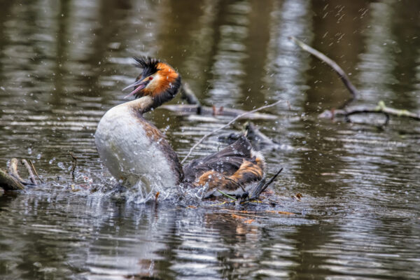 Haubentaucher an der Nette