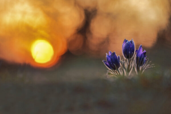 2021-03-FCa-0010-Kuechenschellen-Abendlicht