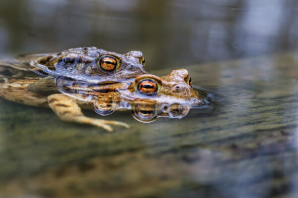 2021-03-FCa-0014-Erdkroeten