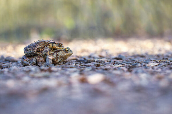 2021-03-FCa-0015-Erdkroeten