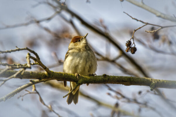 M&ouml;nchsgrasm&uuml;cke - weiblich