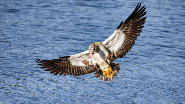 2021-05-FCa-0035-Nilgans