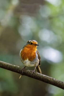 2021-05-FCa-0051-Rotkehlchen